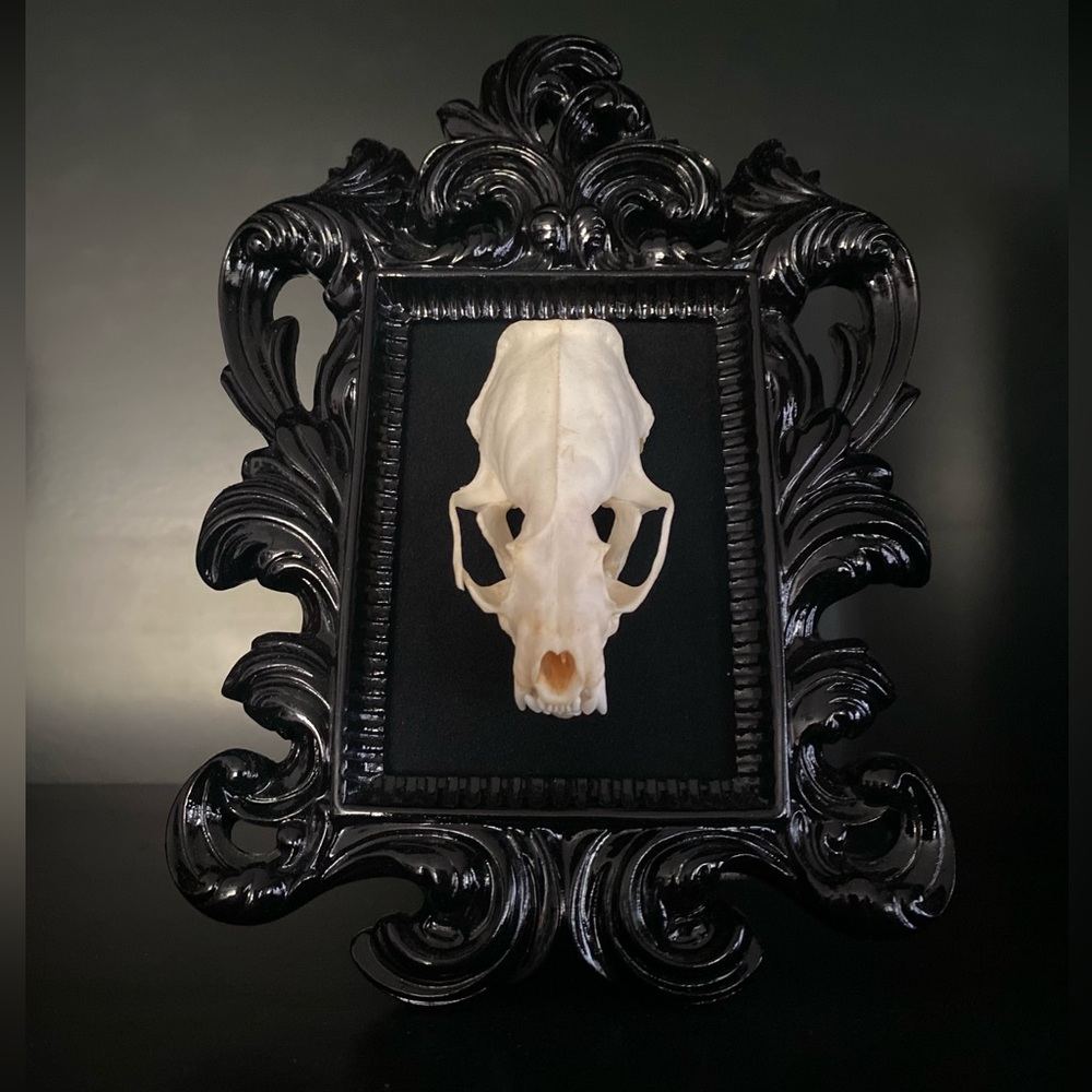 Black Ornate Frame with Real Mink Skull